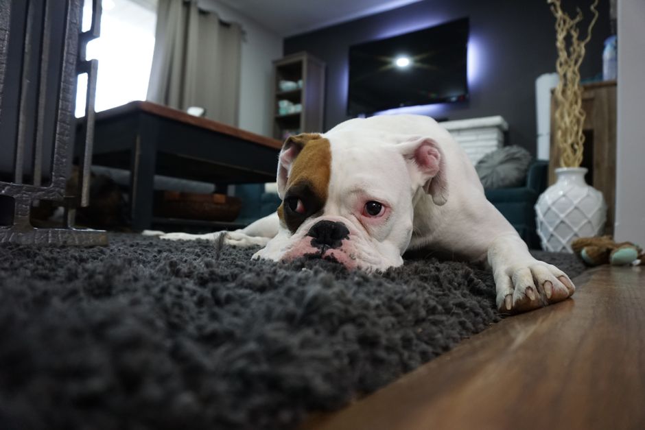 Dog resting on a freshly cleaned area rug
